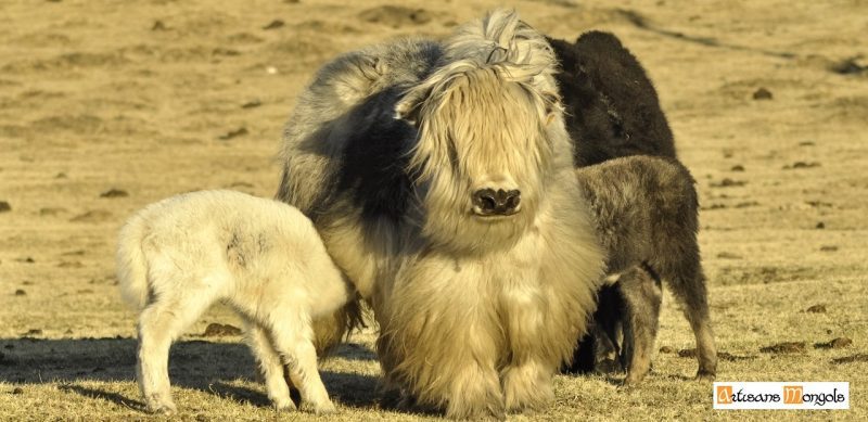 Prehistoric Yack Laine de yack : tous ses avantages - Artisans mongols
